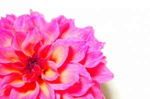 ピンク色の花のクローズアップ写真